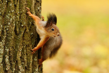 Wall Mural - squirrel sitting on a tree