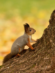 Wall Mural - squirrel sitting on a tree