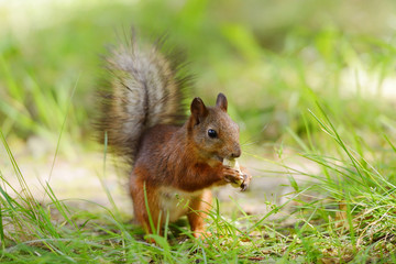 Wall Mural - squirrel sitting on a grass