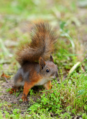 Wall Mural - squirrel sitting on a grass