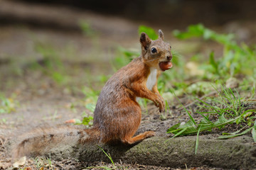 Wall Mural - squirrel sitting on a grass
