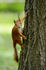 Wall Mural - squirrel sitting on a tree