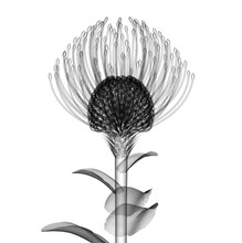 X-ray Image Of A Flower Isolated On White , The Nodding Pincushi