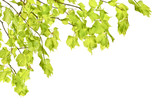 Fototapeta  - Młode wiosenne gałązki lipy z liśćmi na białym tle. 