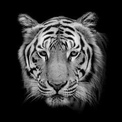 Fotomurali - Black & White Beautiful tiger - isolated on black background