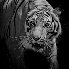 Wall Mural - Black & White Beautiful tiger - isolated on black background
