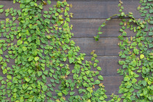 Background Of Wall Wooden With Green Tree
