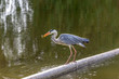 © Garmon - Grey heron caught a fish at the local pond.