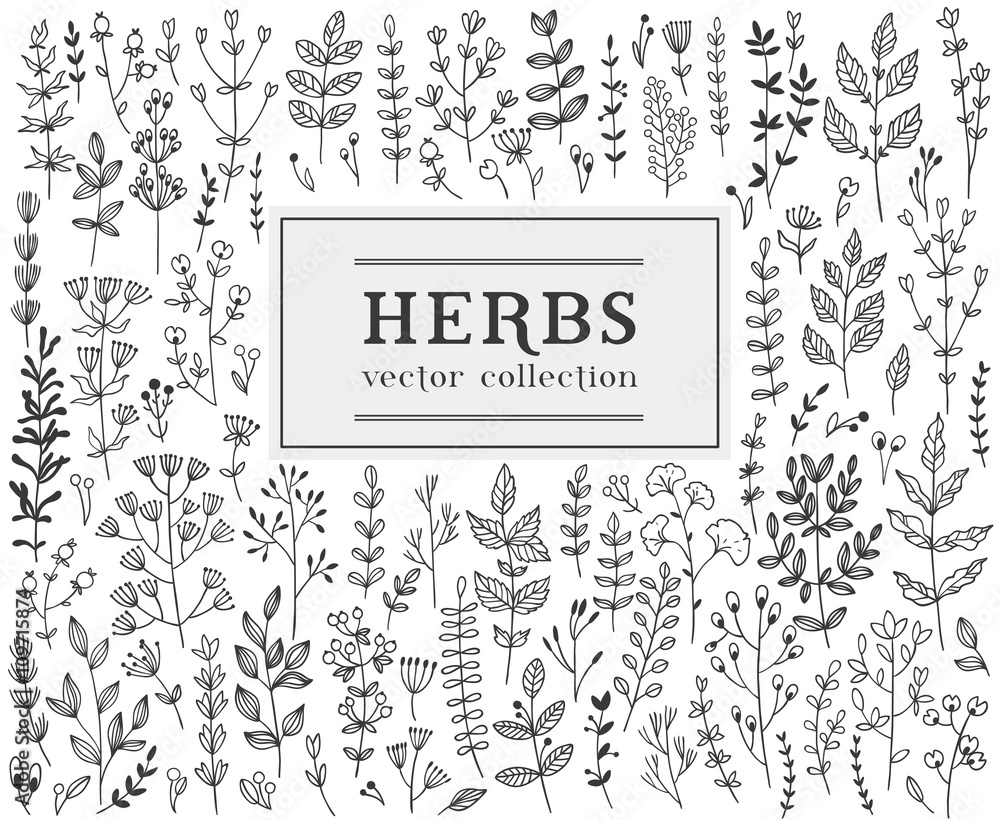 Herbs and twigss set. Vector illustration - obrazy, fototapety, plakaty 