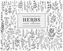 Herbs And Twigss Set. Vector Illustration
