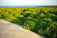 Dunes And Pine Forests In The Doñana National Park With The Atlantic Ocean In The Background, Huelva, Spain