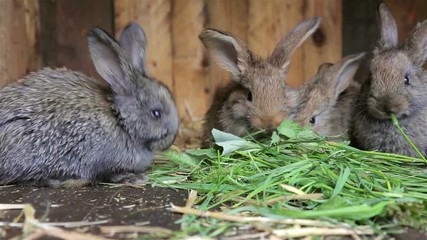 Wall Mural - Young rabbits eating grass in of a hutch