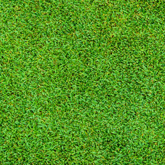 Wall Mural - Background and texture of Beautiful green grass pattern from golf course