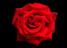 Red Rose With Water Drops Isolated On Black Background