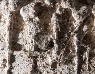 Wall Mural - old cobwebs on the wall as background