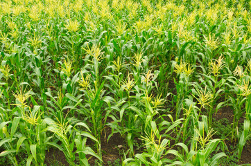 Sticker - corn field