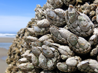 Wall Mural - Pacific ocean barnacles macro on sunny California coast