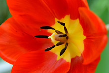 Tulip Flower Close Up