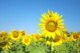 Fototapeta Kwiaty - Field of blooming sunflowers.