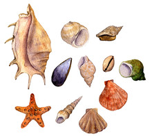 Set Of Watercolor Drawing Shells