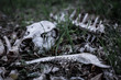 Creepy wild boar bones on dusky forest floor. 