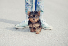 Girl Taking Puppy Yorkie Dog For A Walk