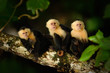 © ondrejprosicky - White-headed Capuchin, Cebus capucinus, black monkey sitting on the tree branch in the dark tropic forest, animal in the nature habitat, wildlife of Costa Rica