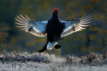 Flying bird. Black Grouse, Tetrao tetrix, lekking nice black bird in marshland, red cap head, animal in the nature forest habitat, Sweden. Black bird in fly with open wing. Action wildlife scene.