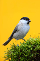 Wall Mural - Marsh Tit, Parus palustris,  songbird sitting on the nice lichen tree branch with, little bird in nature forest habitat, clear orange yellow background, Germany