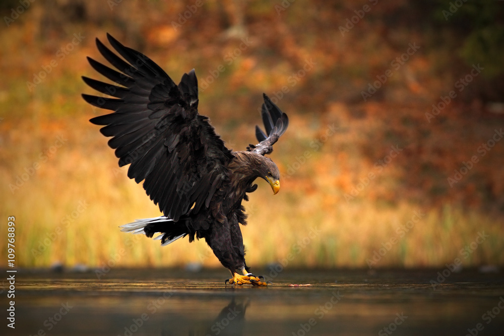 White-tailed Eagle, Haliaeetus albicilla, feeding kill fish in the water, with brown grass in background, bird landing, eagle flight, Norway - obrazy, fototapety, plakaty 