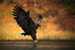 White-tailed Eagle, Haliaeetus albicilla, feeding kill fish in the water, with brown grass in background, bird landing, eagle flight, Norway