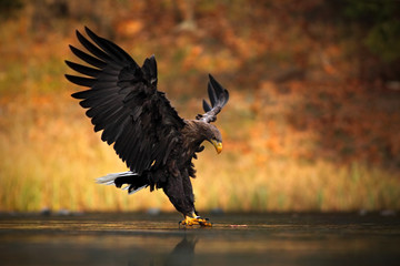 white-tailed eagle, haliaeetus albicilla, feeding kill fish in the water, with brown grass in backgr