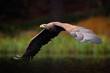 White-tailed Eagle, Haliaeetus albicilla, flight above the water lake, bird of prey with forest in background, animal in the nature habitat, wildlife, Norway