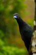 Black Guan, Chamaepetes unicolor, portrait of dark tropic bird with blue bill and red eyes, animal in the mountain tropical forest nature habitat, Savegre, Costa Rica