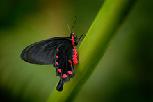 Beautiful Black And Red Poison Butterfly, Antrophaneura Semperi, In The Nature Green Forest Habitat, Wildlife, Indonesia