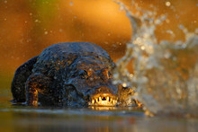 Crocodile Yacare Caiman, In The Water With Evening Sun, Animal In The Nature Habitat, Action Hunting Scene, Splash Water, Pantanal, Brazil