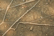 dry root with dry crack brown soil background
