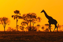Idyllic Giraffe Silhouette With Evening Orange Sunset And Trees, Botswana, Africa
