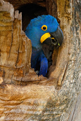 Hyacinth Macaw, Anodorhynchus hyacinthinus, big blue parrot in tree nest hole cavity, bird in the nature habitat mato Grosso, Pantanal, Brazil, South America