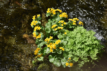 Wall Mural - Yellow wildflowers living on soggy, wet soil