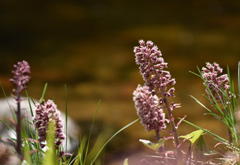 Wall Mural - Purple wildflowers growing on a soggy soil near a river