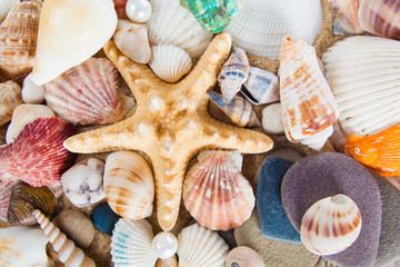 Summer background.  Sea shells with sand as background