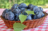 Fototapeta Kuchnia - Fresh plums