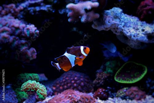 Obraz Dibond Błazenek Nemo w akwarium rafy morskiej
