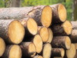 Zur Holztrocknung aufgestapelte Fichtenbaumstämme 