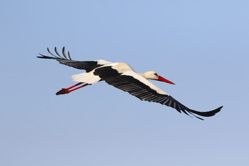 Wall Mural - Flying white stork