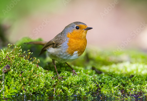 Fototapeta na szkło Robin na zielonym mchu