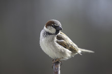 A Male Sparrow Standing On The Iron Fence