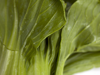 Sticker - macro image of bok choy