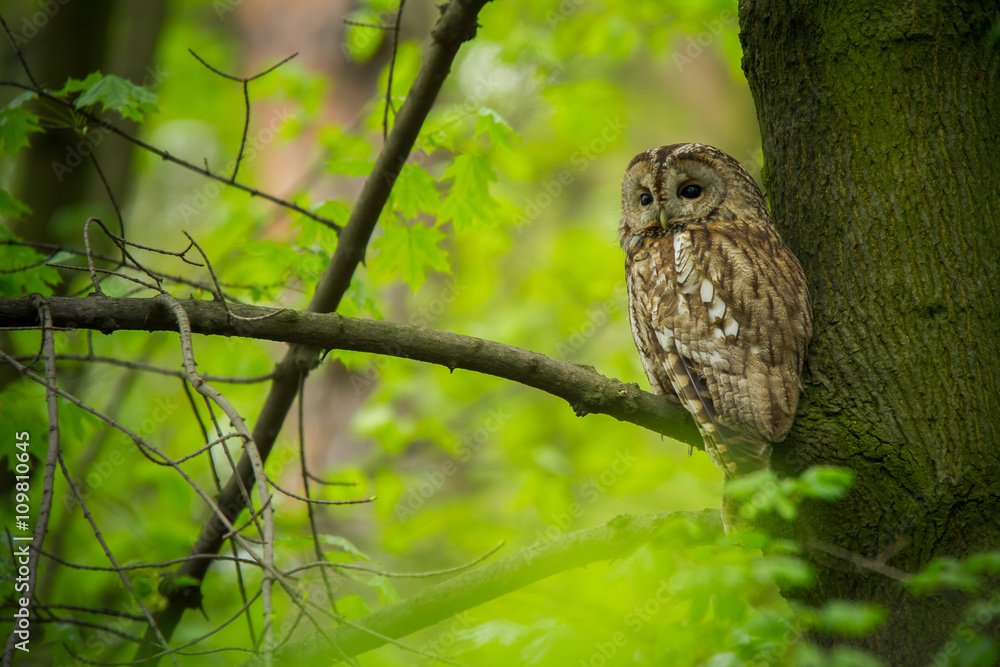 Tawny owl (Strix aluco) - Puszczyk zwyczajny - obrazy, fototapety, plakaty 
